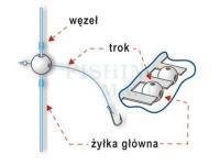 Koraliki dwukanałowe 6mm