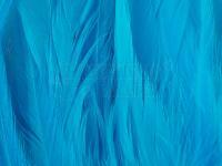 Rooster Saddle Feather - Silver Doctor Blue